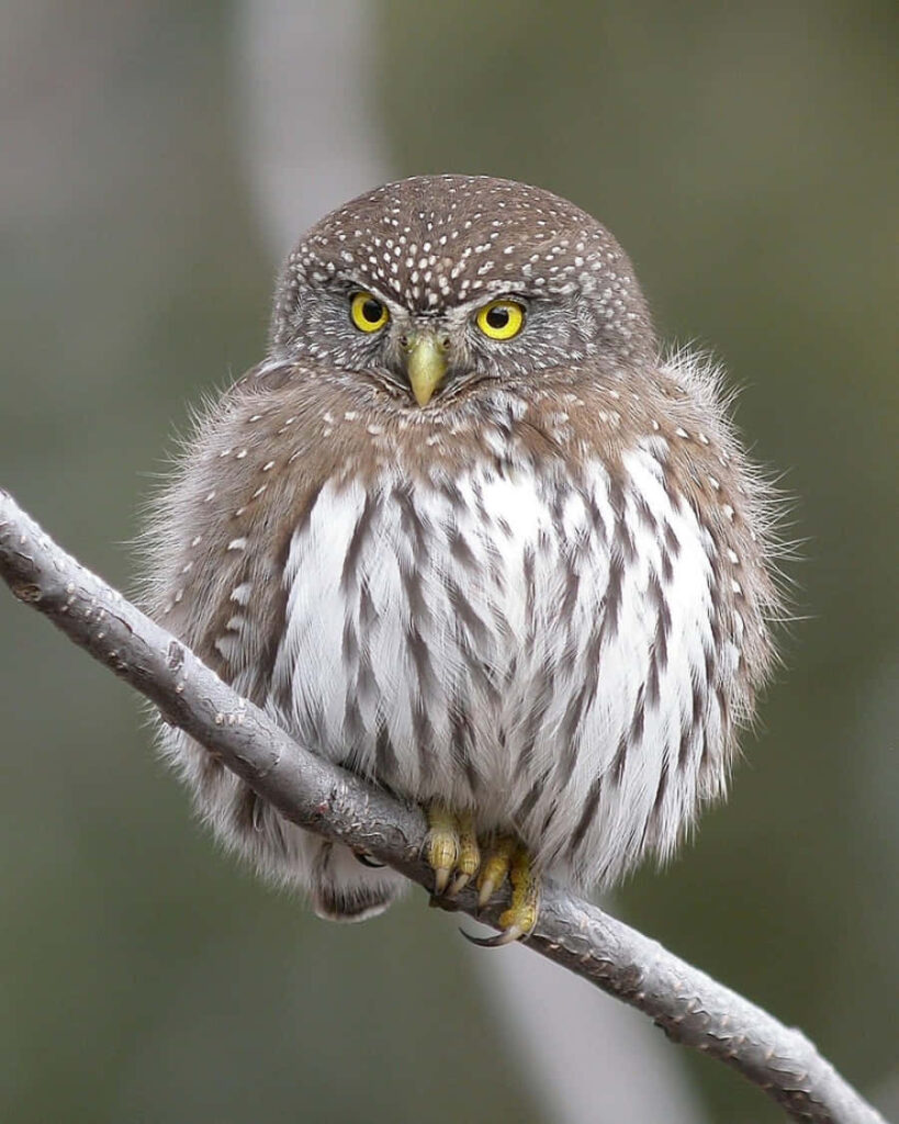 Charming Owl Wallpaper: Fluffed Feathers and Bright Eyes