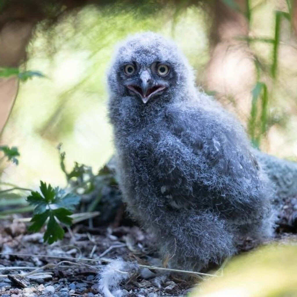 Fluffy Gray Owl in Nature - Charming Outdoor Wallpaper Background