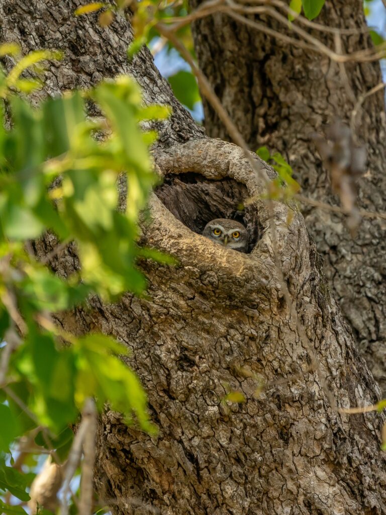 Charming Owl Peeking from Tree Hollow – Serene Nature Wallpaper