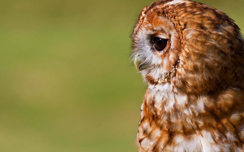 Curious Owl with Vibrant Feathers Peeks from Tree Trunk Wallpaper
