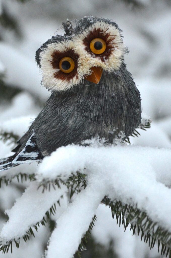 Charming Owl on Snowy Branch - Serene Winter Forest Background Wallpaper