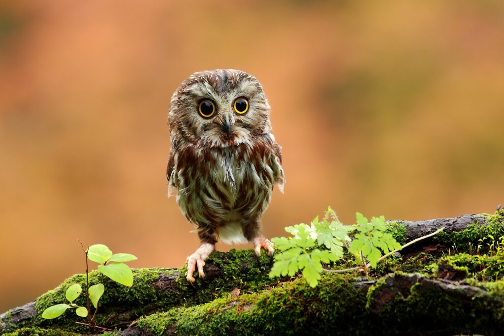 Charming Owl on Mossy Branch: Lush Greenery Wallpaper