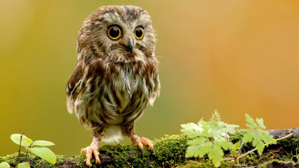 Charming Owlet on Mossy Branch - Captivating 1920x1080 Wallpaper