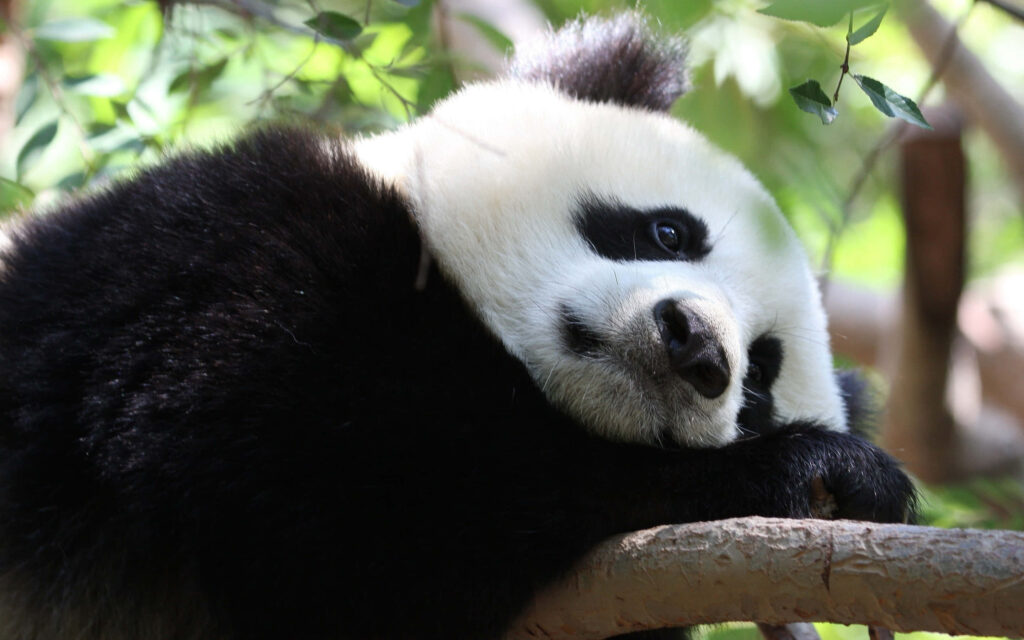 Relaxed Panda Laptop Wallpaper: Calm Nature Background