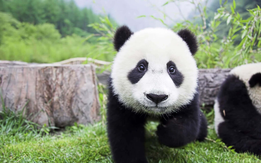 Charming Panda Wallpaper: Adorable Giants in a Serene Green Haven