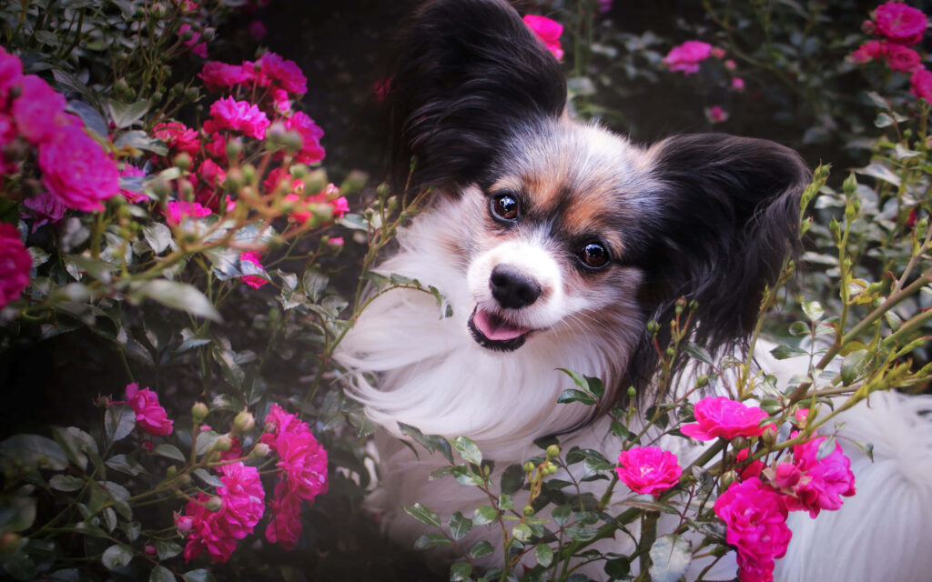 Charming Papillon Dog Amid Pink Roses - Cheerful Nature Wallpaper