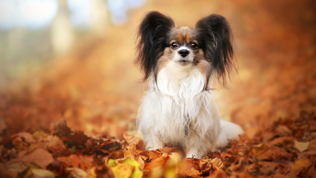 Charming Papillon Dog Amidst Colorful Autumn Leaves Wallpaper