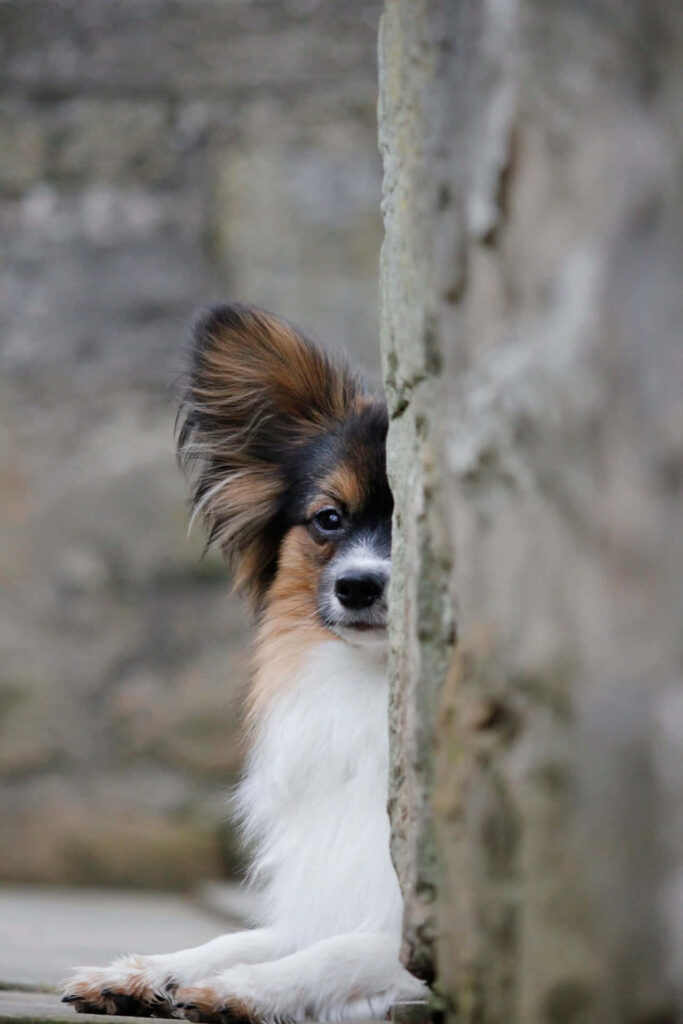 Charming Papillon Dog Peeking Around Corner - Fluffy Wallpaper Image