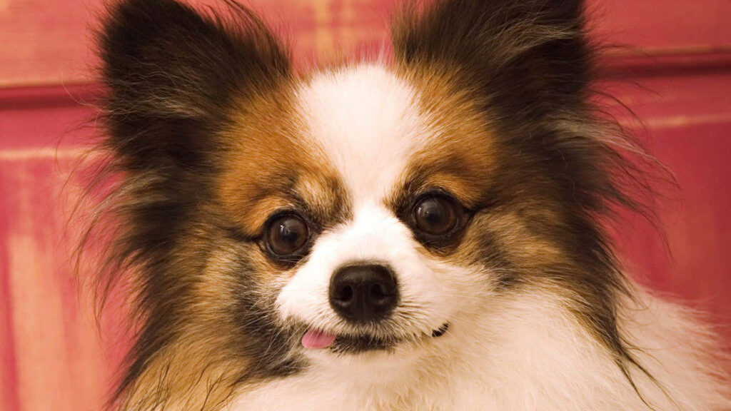 Adorable Papillon Dog Portrait: Fluffy Fur & Expressive Eyes Wallpaper