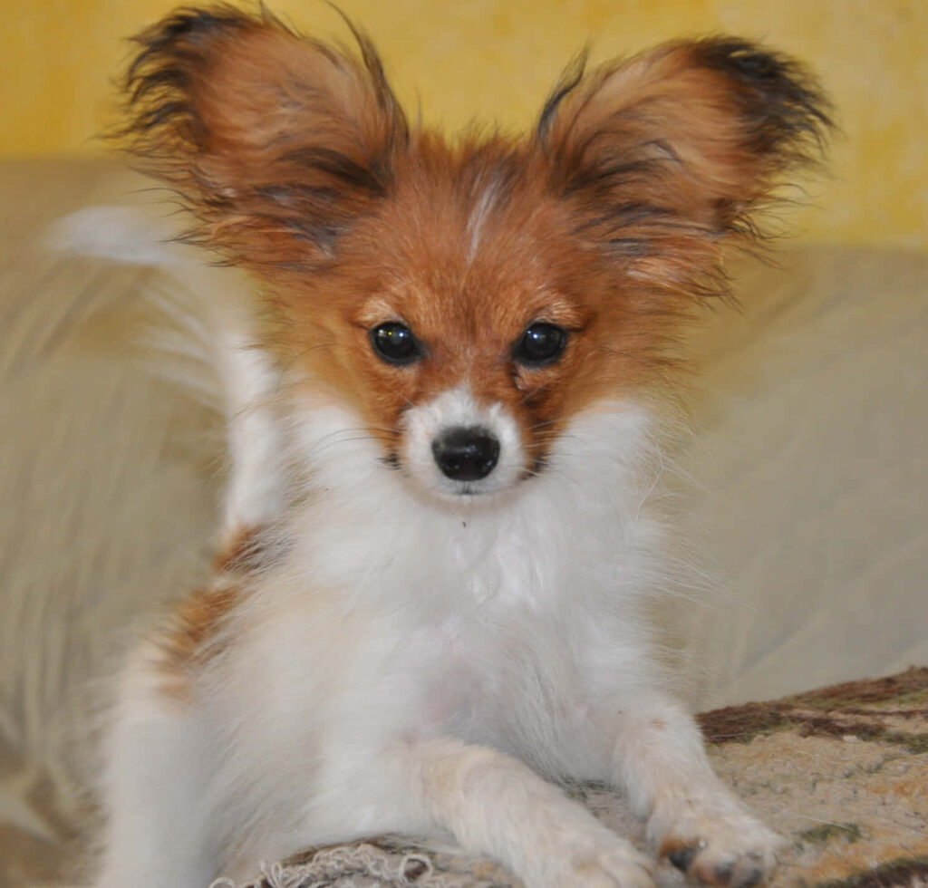 Charming Papillon Dog Wallpaper: Adorable Pup with Butterfly Ears