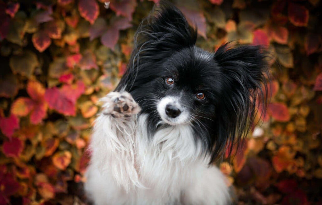 Charming Papillon Dog with Autumn Leaves Wallpaper Background