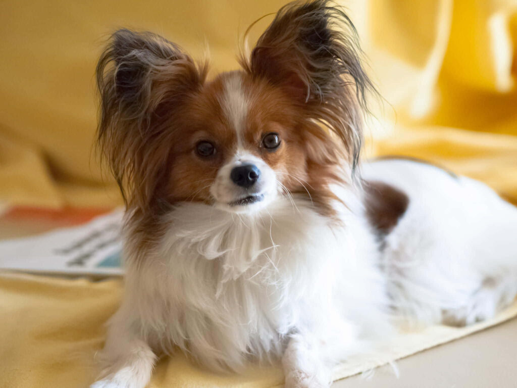 Charming Papillon Dog on Soft Yellow Background - Relaxed & Fluffy Wallpaper