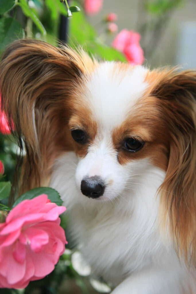 Graceful Papillon Dog with Pink Flower - Lush Green Wallpaper