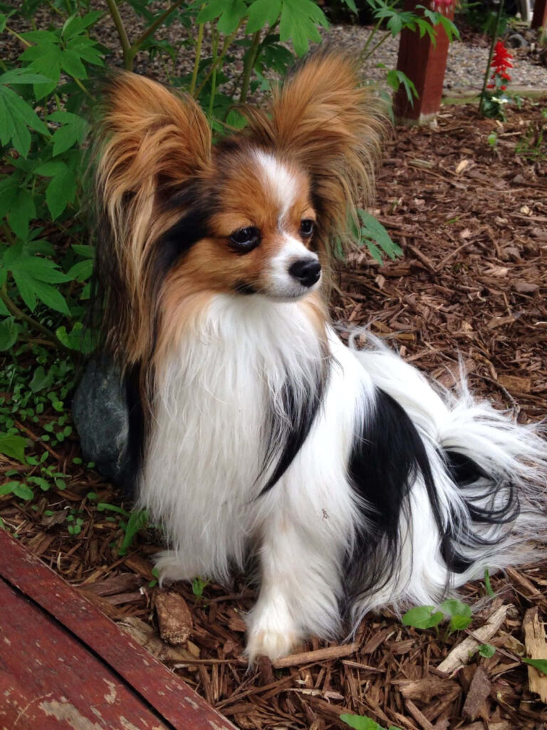Charming Papillon on Dry Leaves: Elegant Dog in Greenery Background Wallpaper