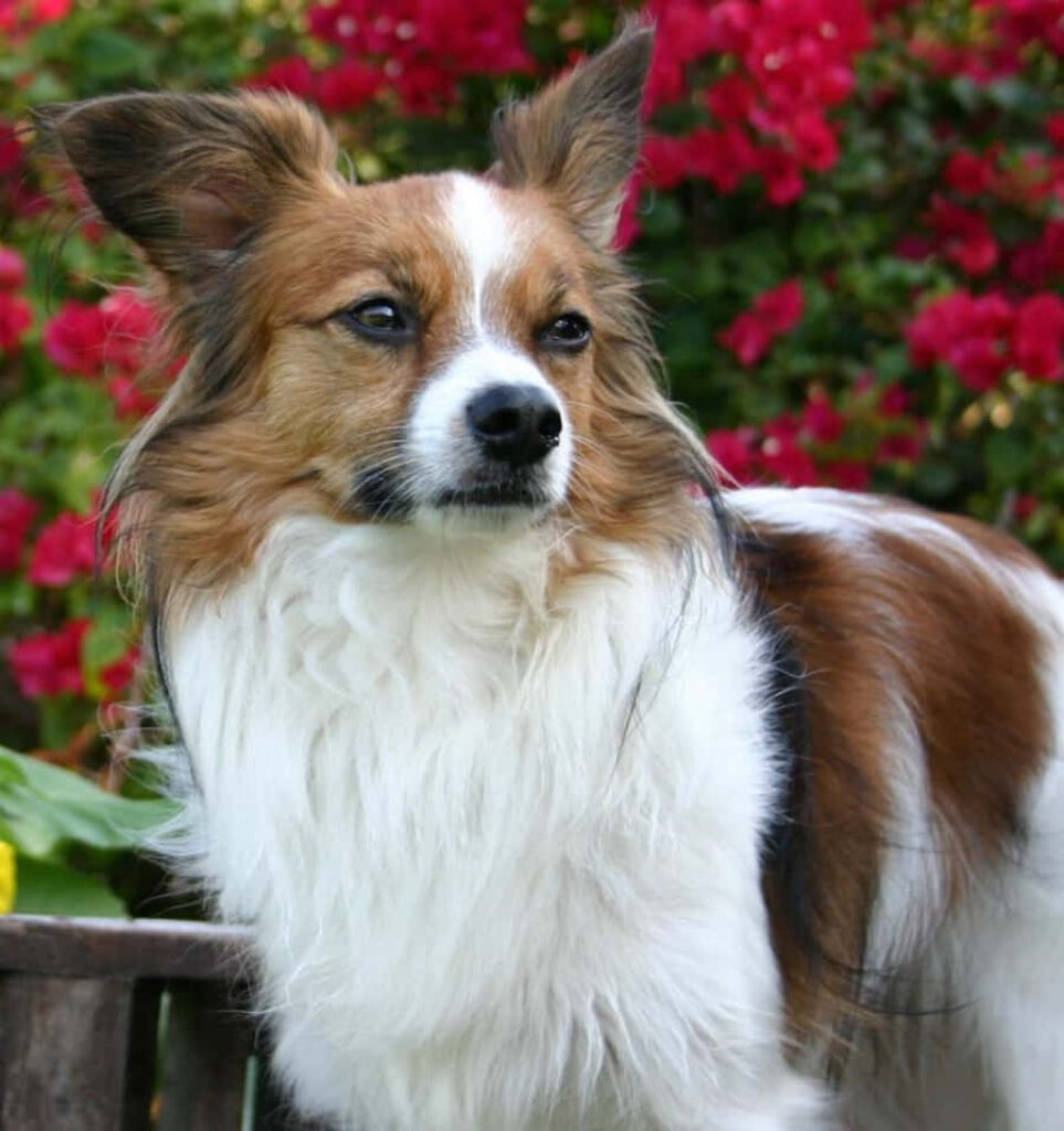 Charming Papillon Wallpaper: Elegant Dog Amidst Vibrant Red Flowers