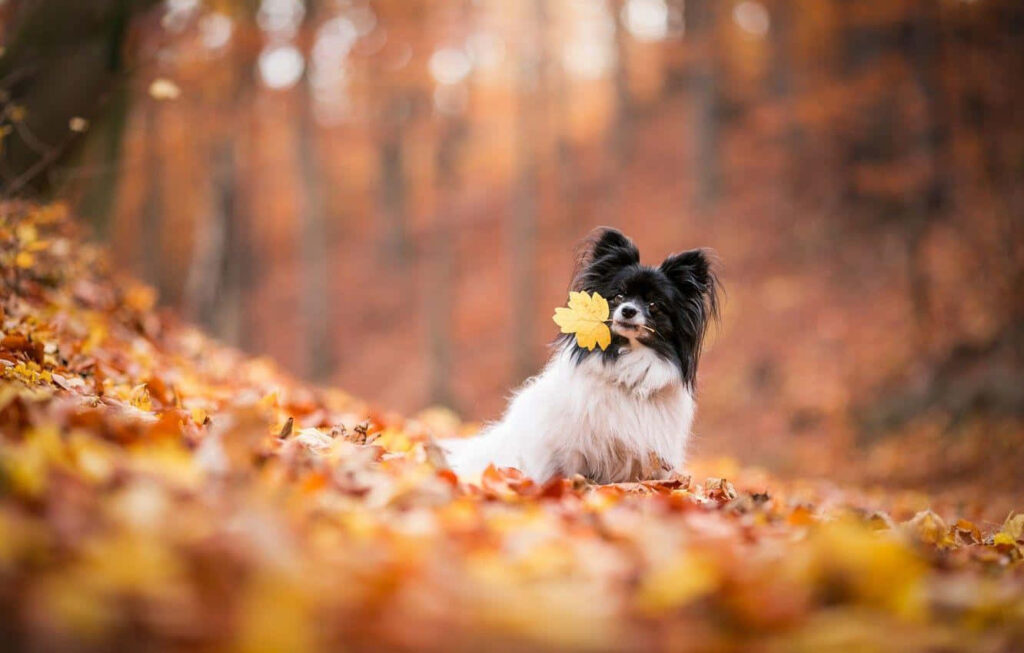 Charming Papillon Dog in Autumn Leaves | Vibrant Wallpaper Background