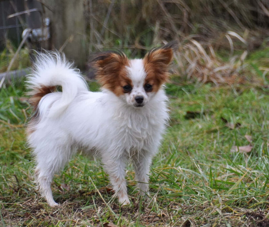 Charming Papillon Dog in Grassy Setting: Fluffy Coat & Playful Expression Wallpaper