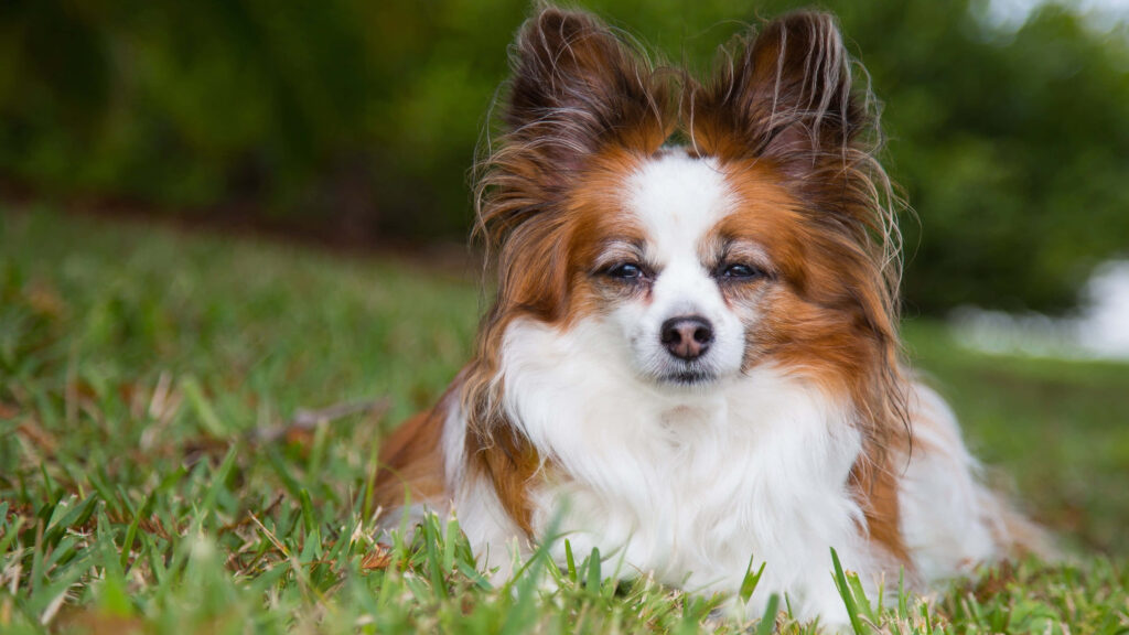 Charming Papillon Dog on Lush Grass - Wallpaper Background