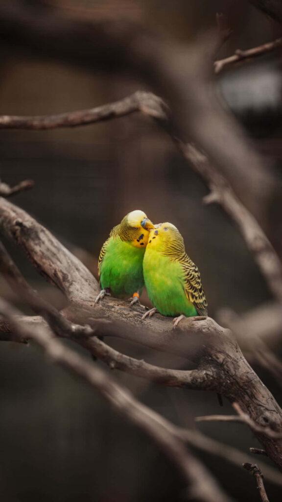 Charming Parakeets iPhone Wallpaper: Vibrant Nature Background