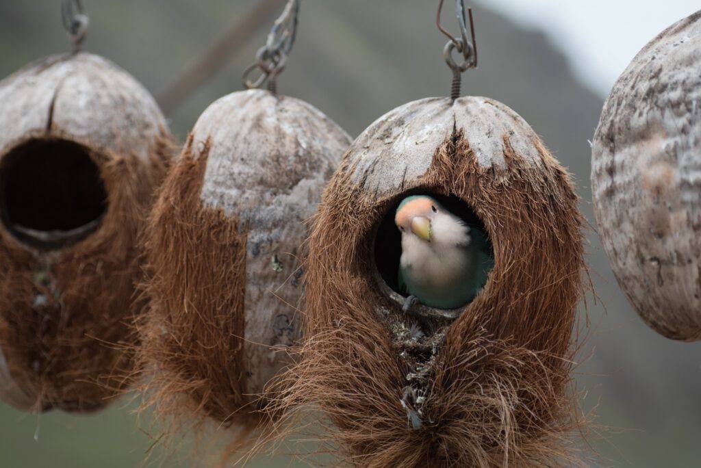 Vibrant Parrot Nestled in Coconut Shell - Charming Wallpaper Background