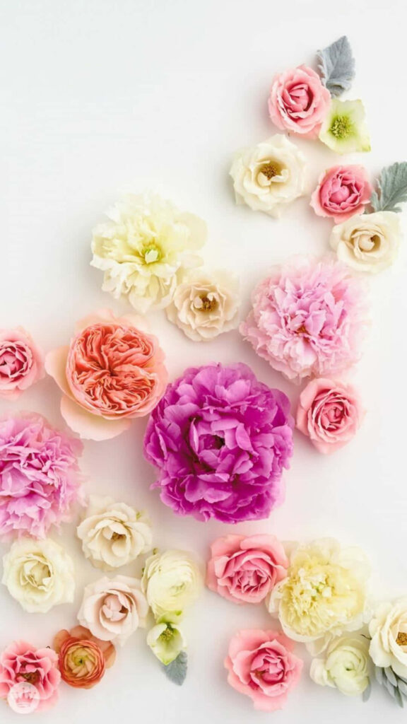 Charming Pastel Spring Flower iPhone Wallpaper on White Background