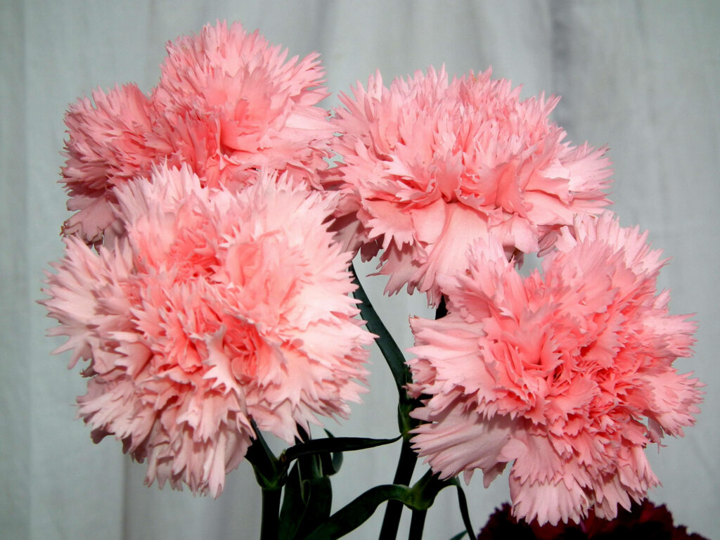 Charming Peach Carnations Wallpaper: Intricate Floral Elegance