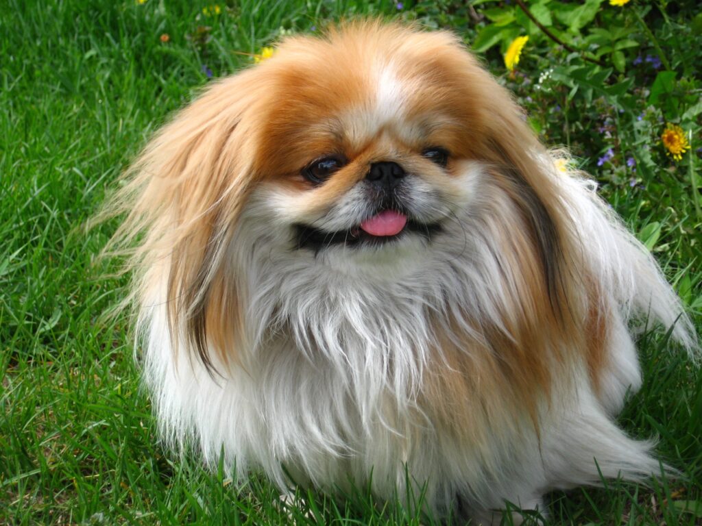 Fluffy Pekingese Dog on Lush Green Grass - Serene Outdoor Scene Wallpaper