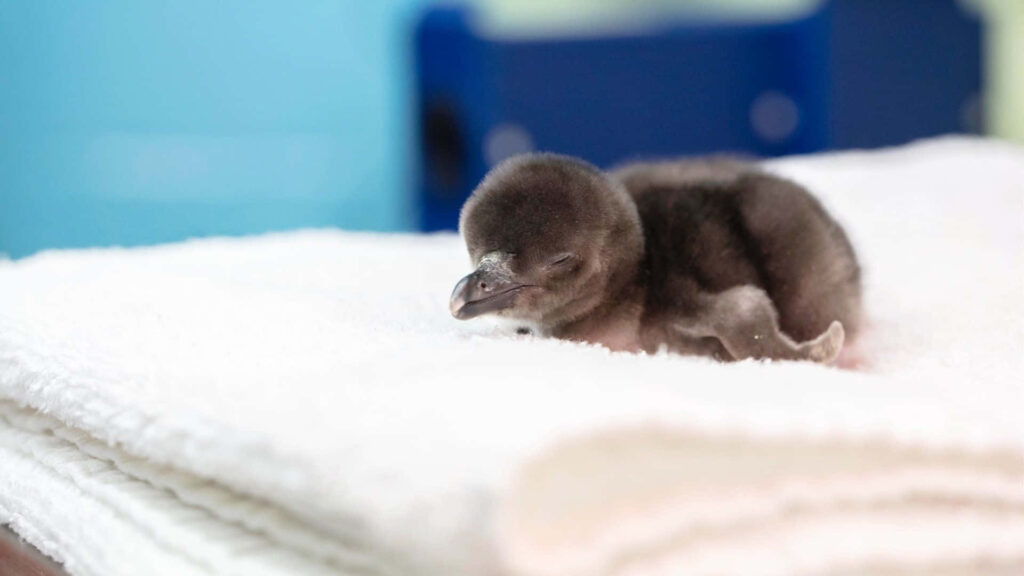Fluffy Penguin Chick Wallpaper: Peaceful South Pole Delight