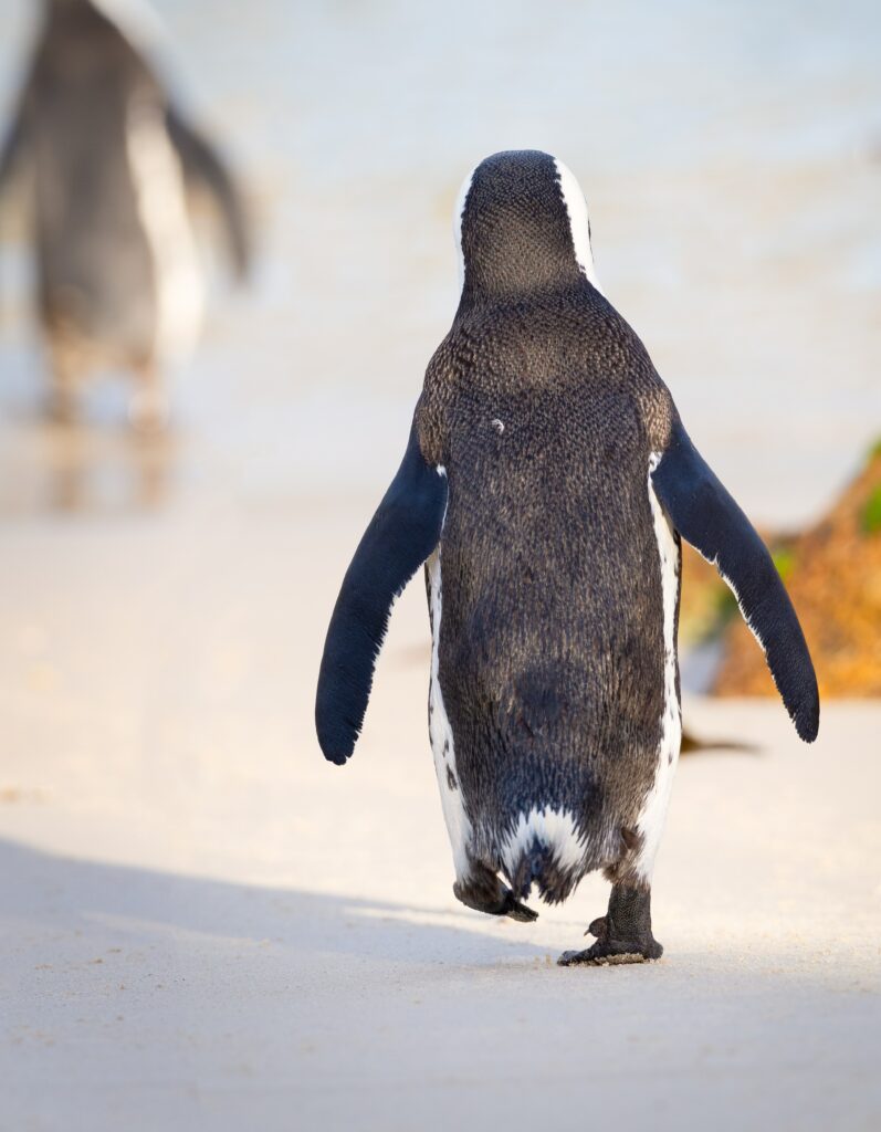 Charming Penguin Waddling on Sandy Beach - Serene Nature Wallpaper