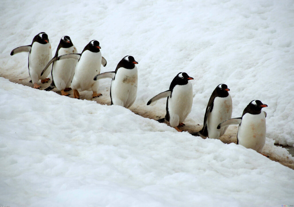 Charming Penguin Wallpaper: Adorable Waddling in a Wintery Scene