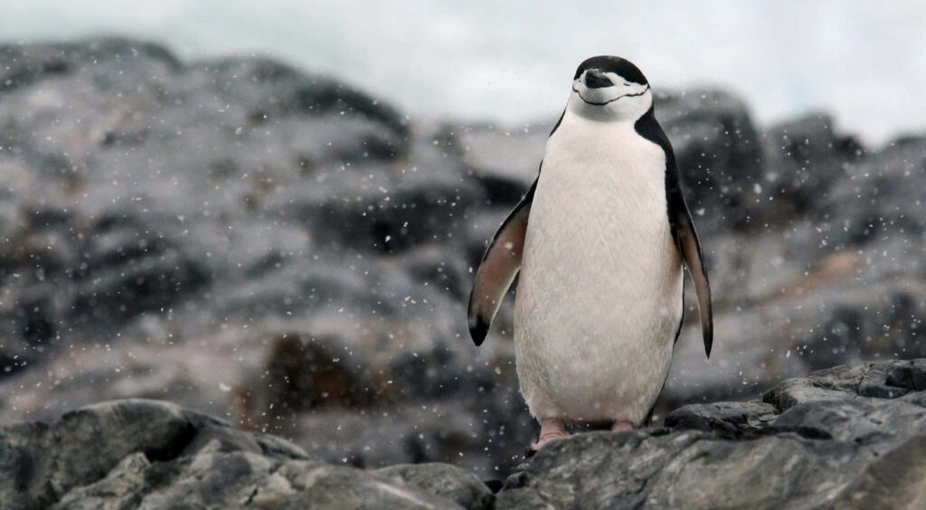 Charming Penguin Wallpaper: Cute Antarctic Scene with Snowfall