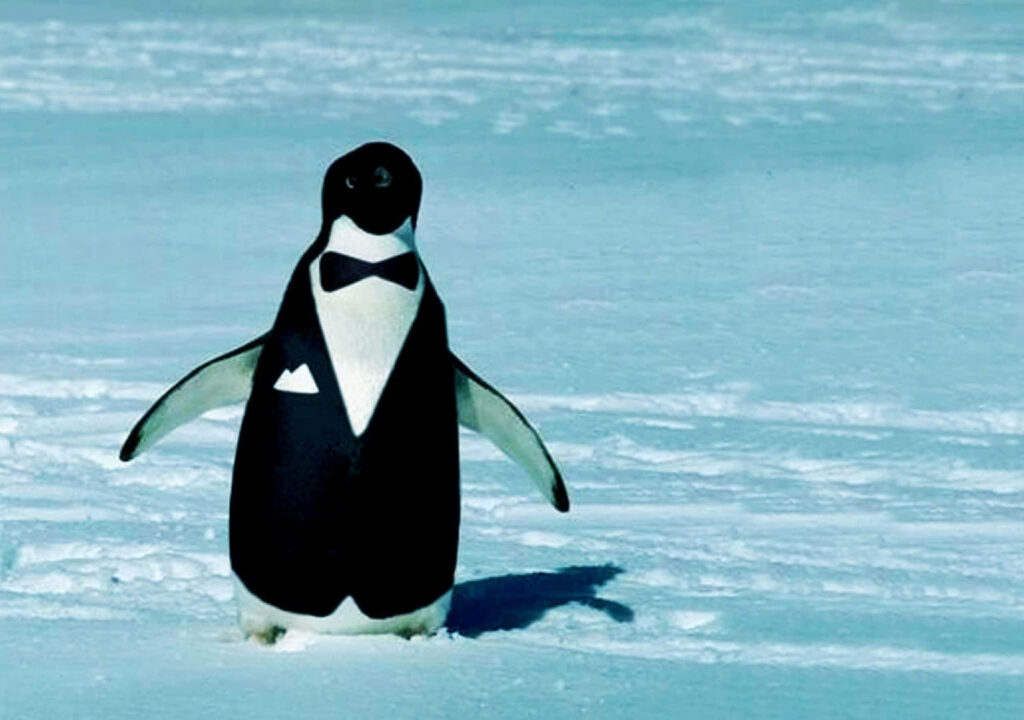 Charming Penguin Tuxedo Wallpaper on Snowy Landscape Background