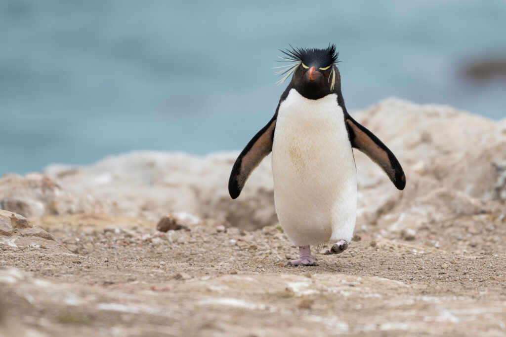 Charming High-Res Penguin Wallpaper: Playful Crest Feathers & Ocean
