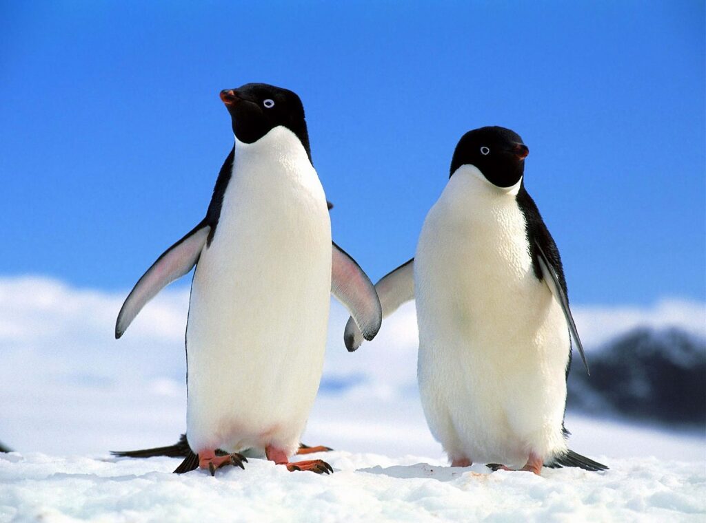 Charming Penguins in Snowy Landscape - Serene Winter Background Wallpaper