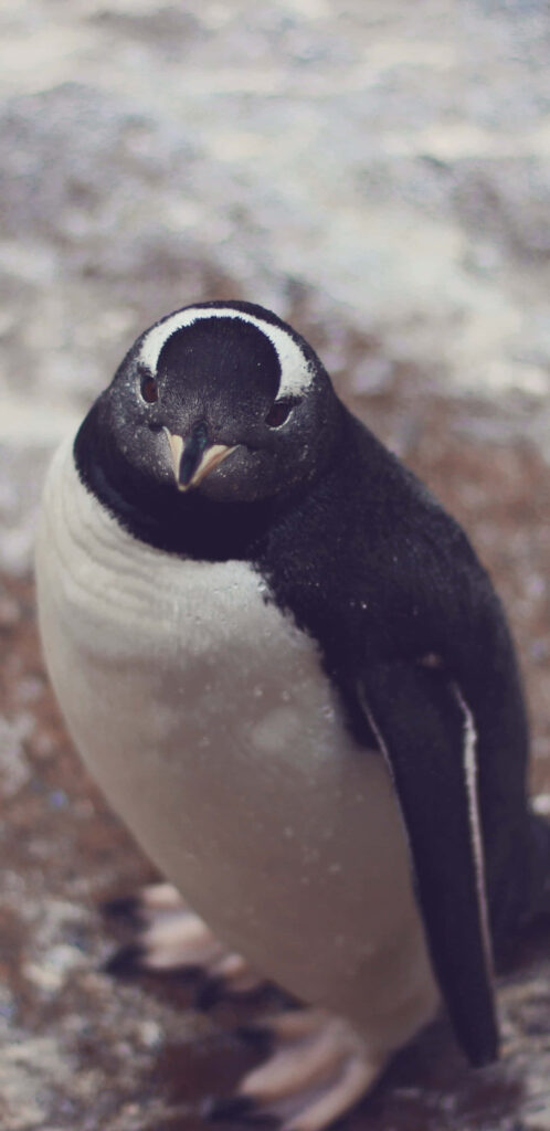 Charming Penguin Wallpaper: Snowy Landscape & Inquisitive Gaze