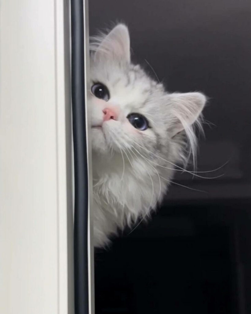 Charming Persian Cat Peeking Wallpaper - Cute & Fluffy Background