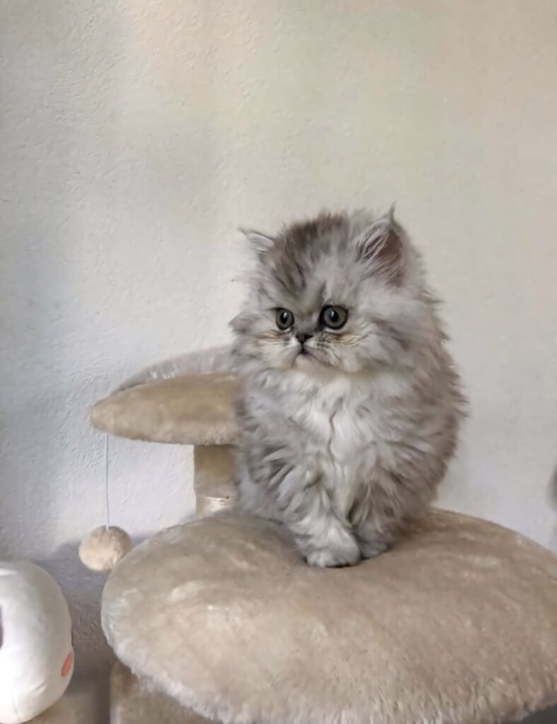 Adorable Persian Cat on Cozy Cat Tree - Charming Wallpaper Background