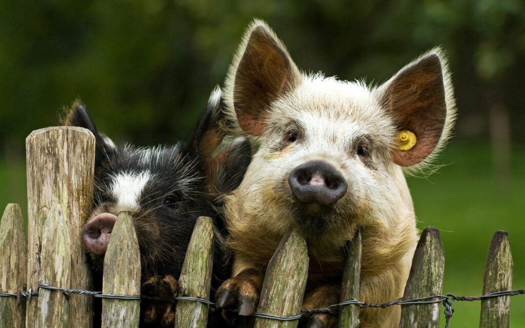 Whimsical Pig Wallpaper: Playful Pigs by Rustic Fence with Serene Background