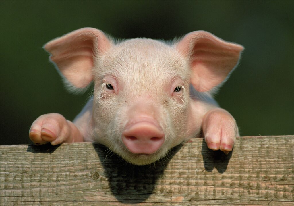Charming Close-Up of a Cute Pig Peeking Over Fence in Countryside Wallpaper