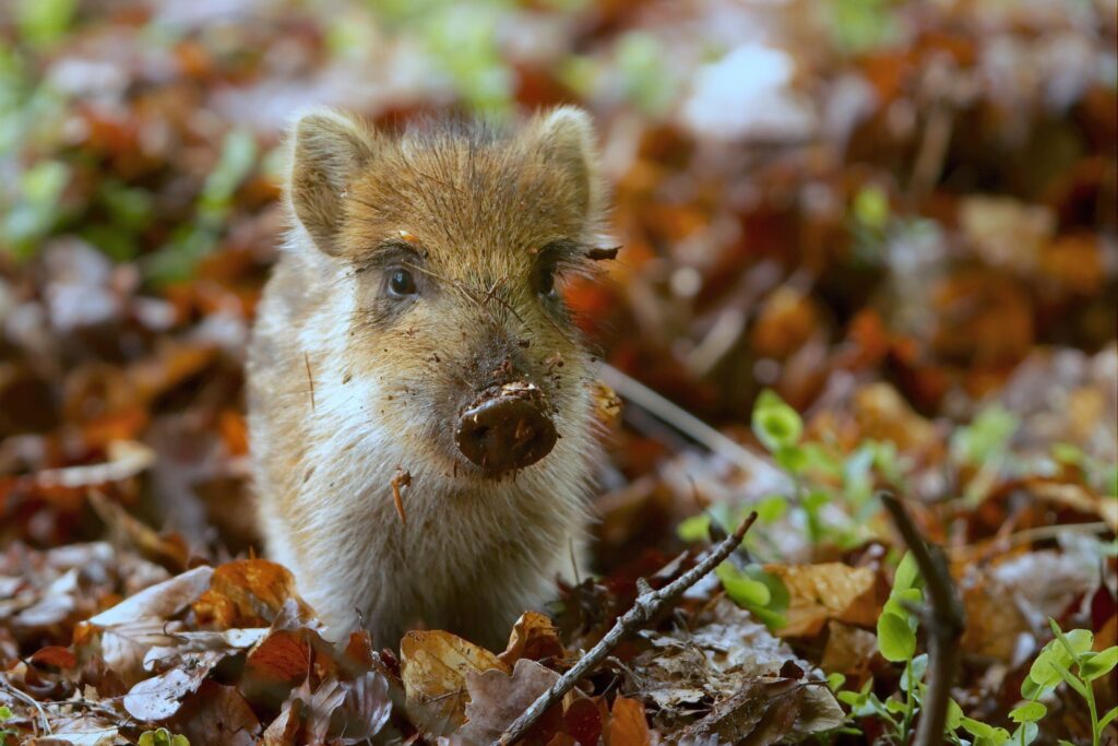 Charming Piglet Exploring Autumn Leaves - Nature Background Wallpaper