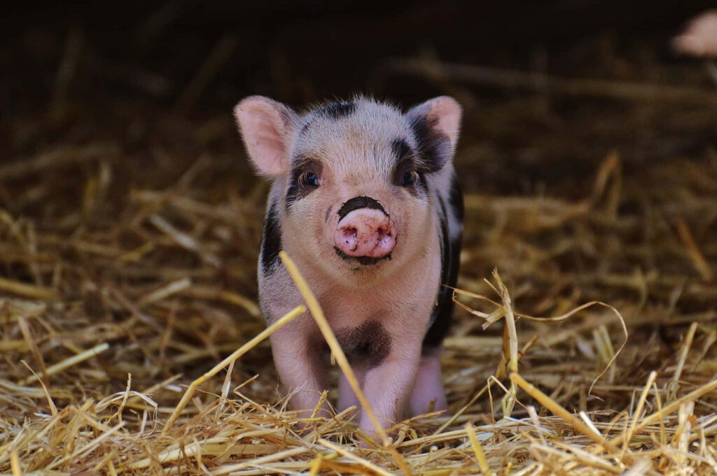 Charming Piglet Wallpaper: Playful Innocence on Hay Background