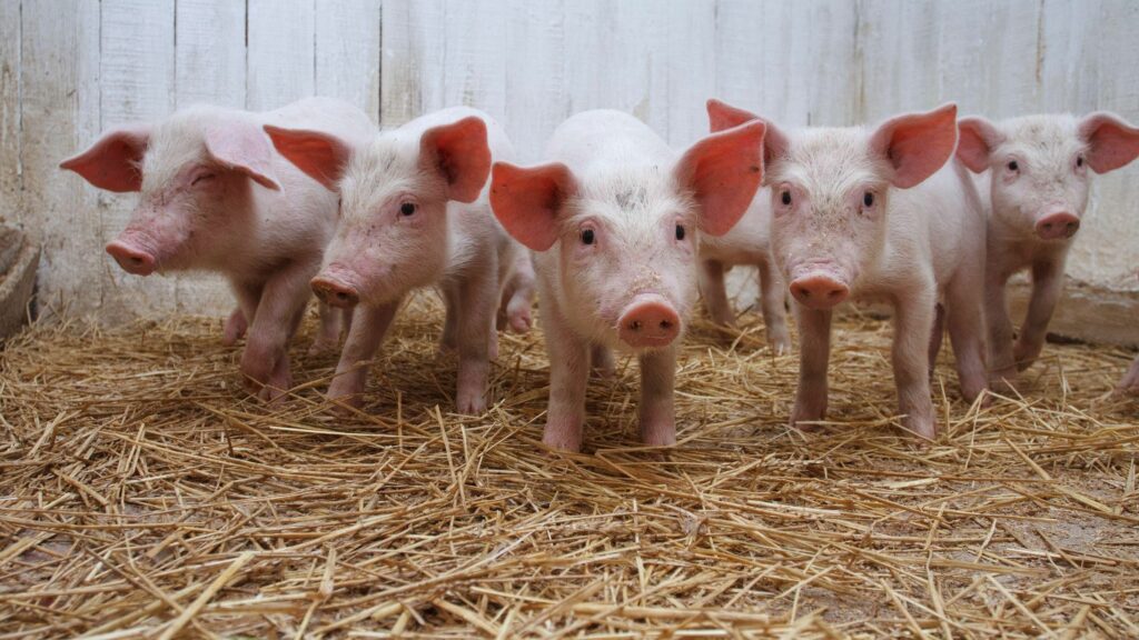 Charming Piglets in Hay: Playful 2560x1440 Piggery Wallpaper