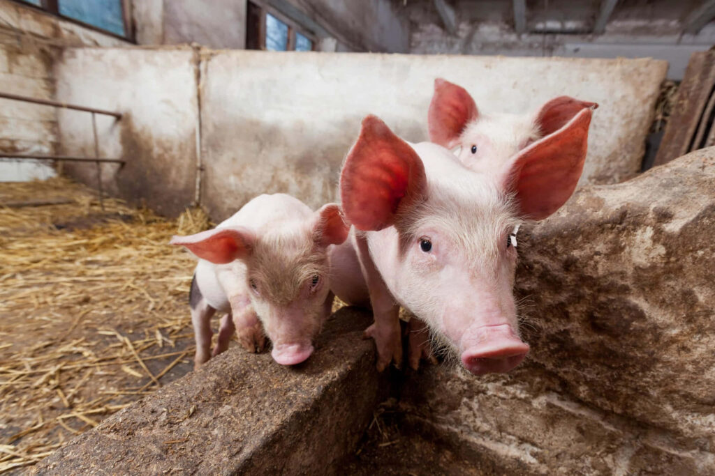 Charming Piglets in Barn: Playful Farm Life Wallpaper Background