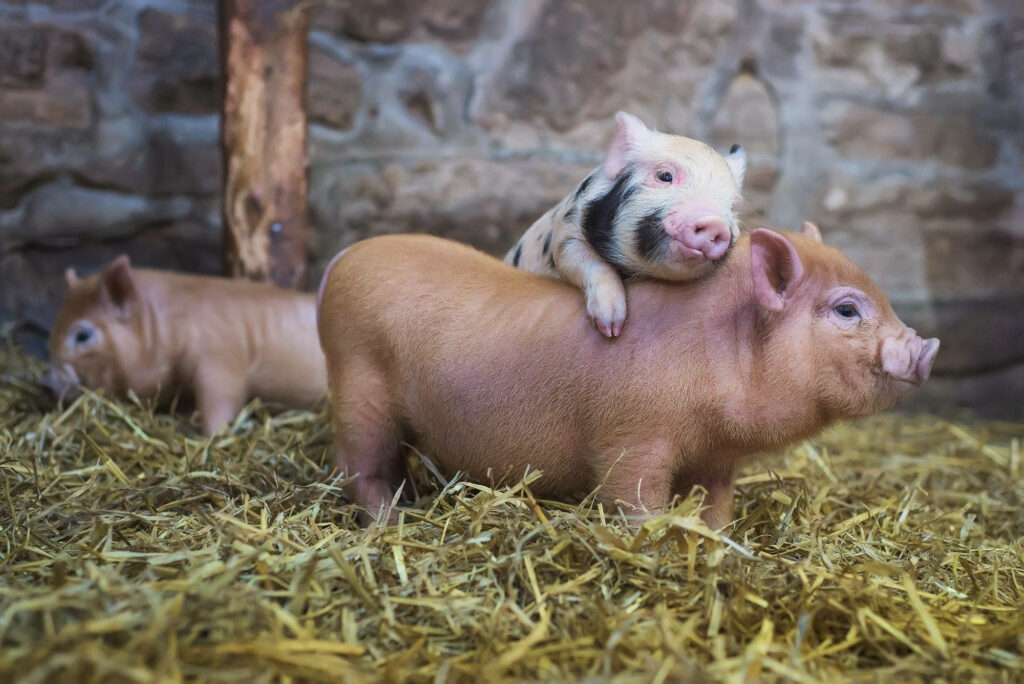 Charming Piglet Wallpaper: Cozy Barn Scene with Playful Piglets