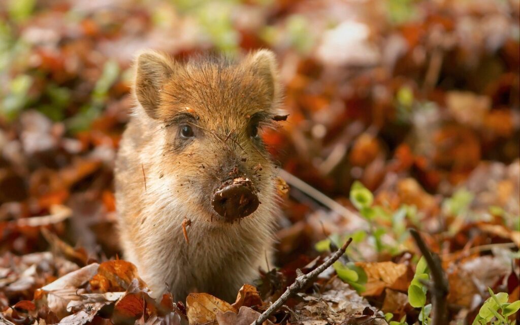 Charming Piglet Amid Autumn Leaves - Rustic Fall Wallpaper