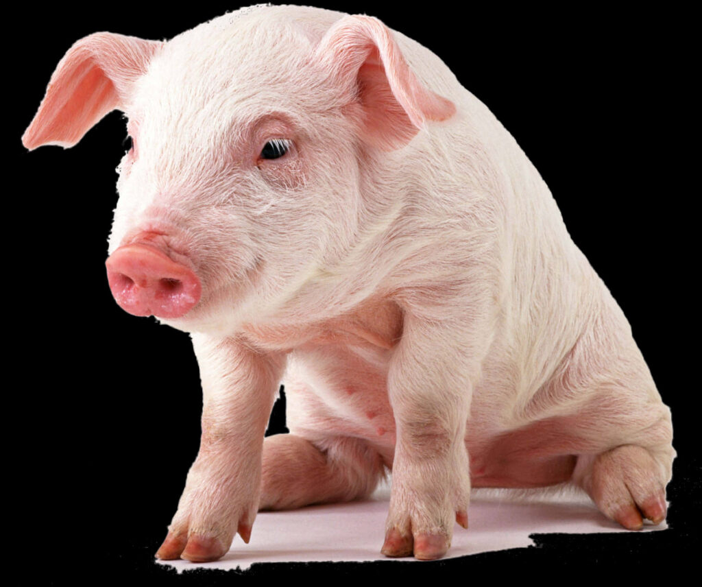 Charming Piglet Wallpaper on Pure Black Background - Minimalist Art