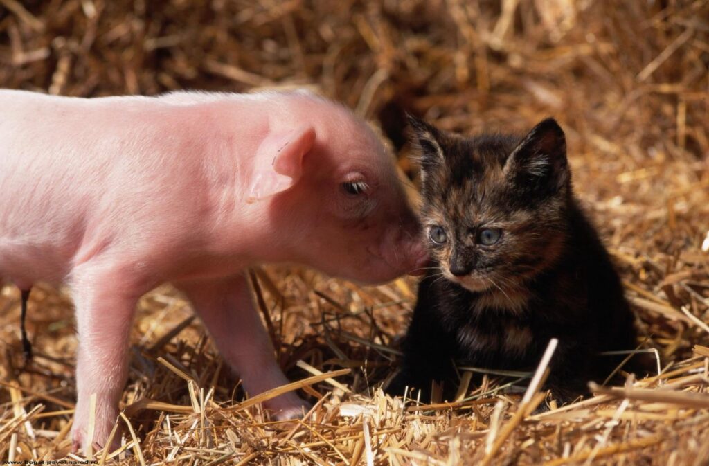 Charming Wallpaper: Piglet & Kitten Friendship in Straw Background