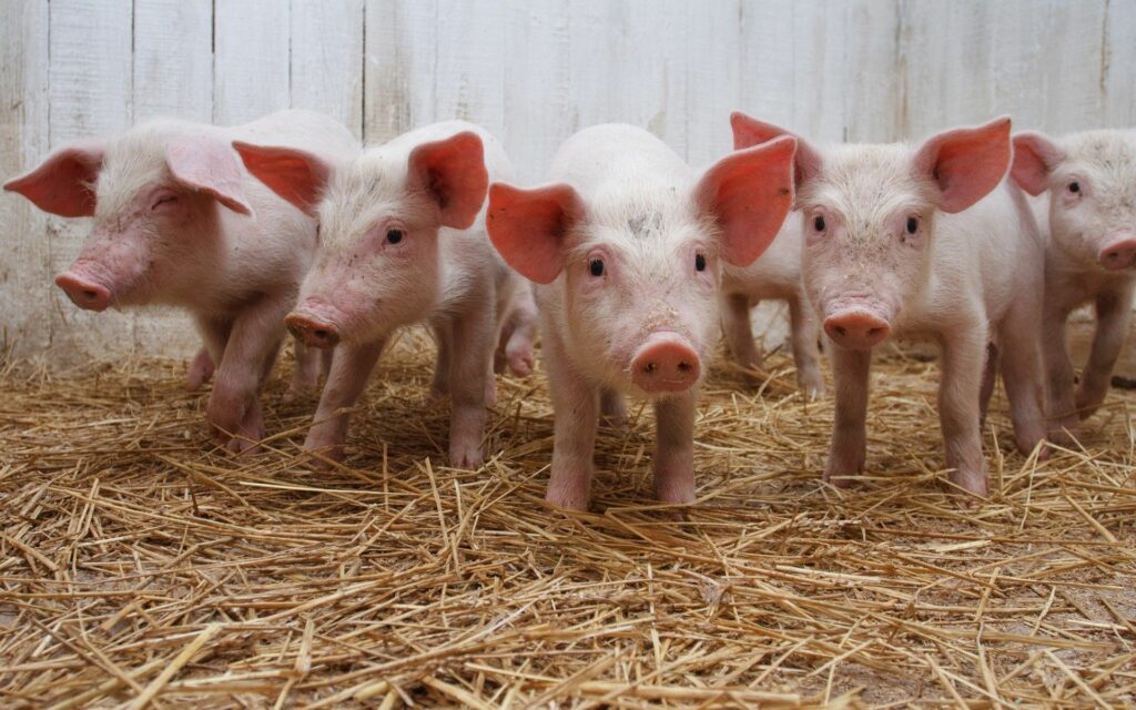 Adorable Piglets on Straw - Rustic Farmyard Wallpaper 1920x1200