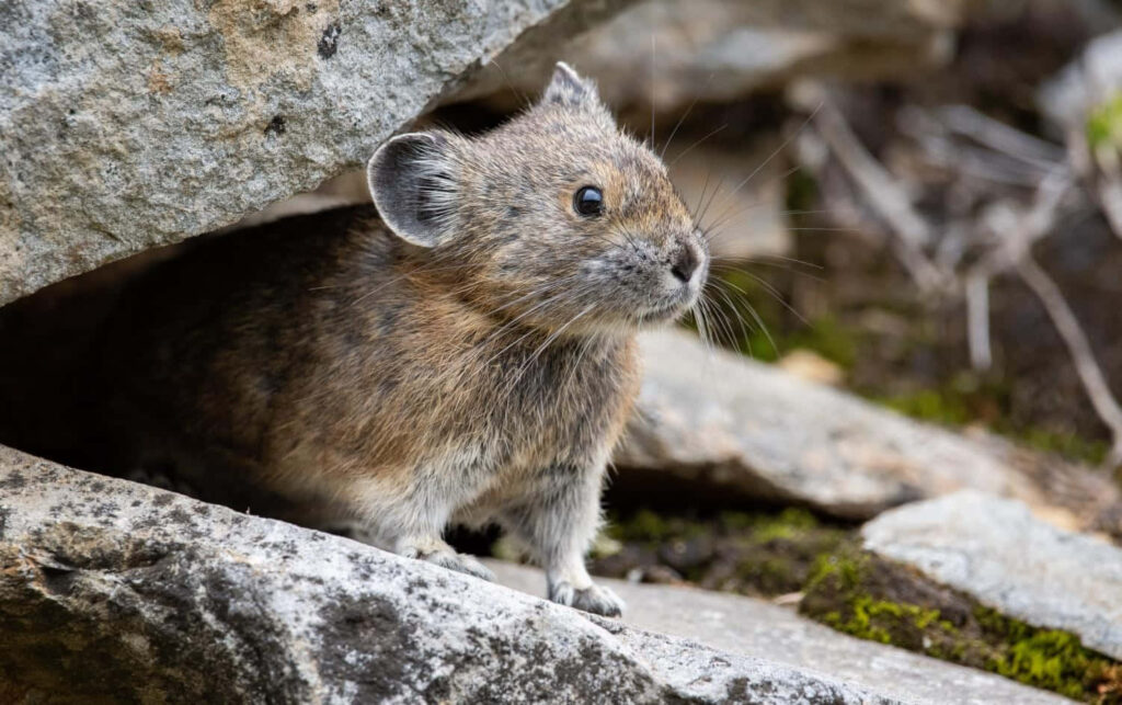 Curious Pika Peeks from Moss-Covered Rocks in Natural Setting Wallpaper