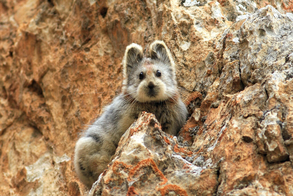 Charming Pika Among Rugged Rocks - Warm Tones Wallpaper Background
